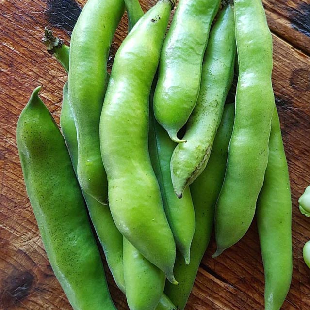 Sowing and Growing Broad Beans – Wellies and WaxJackets