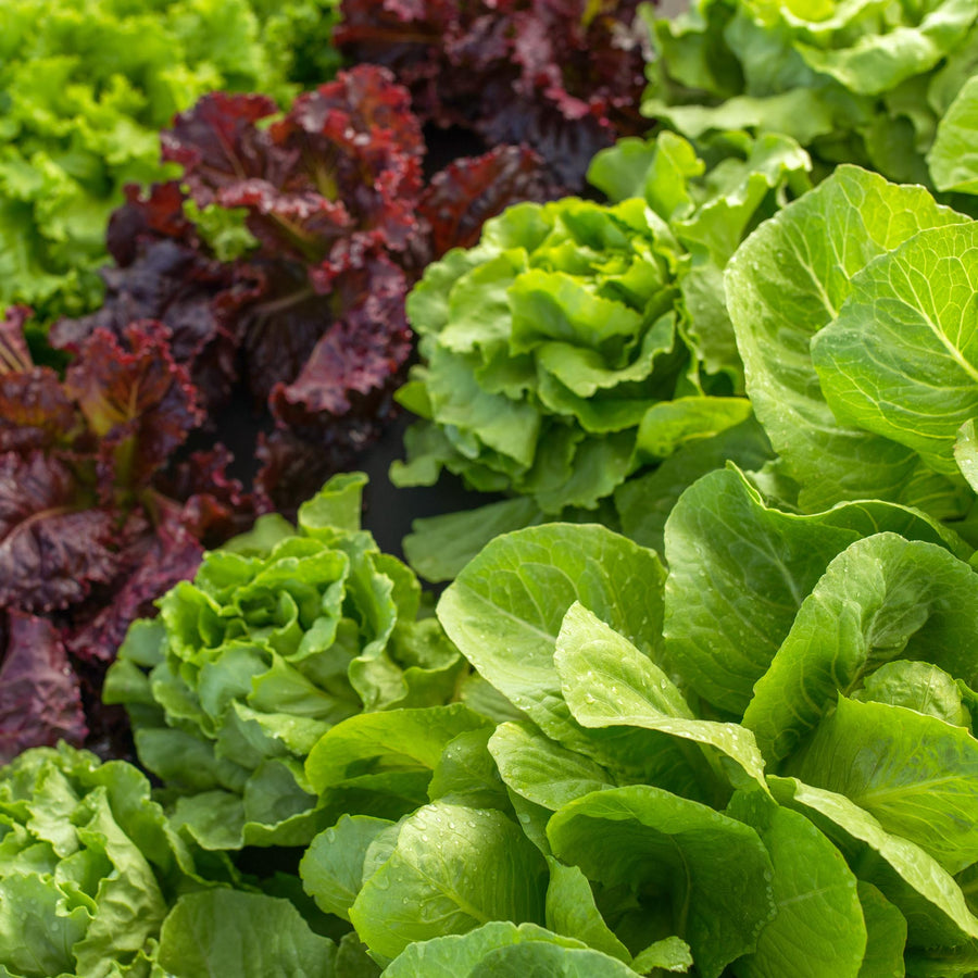 Sowing and Growing Lettuce
