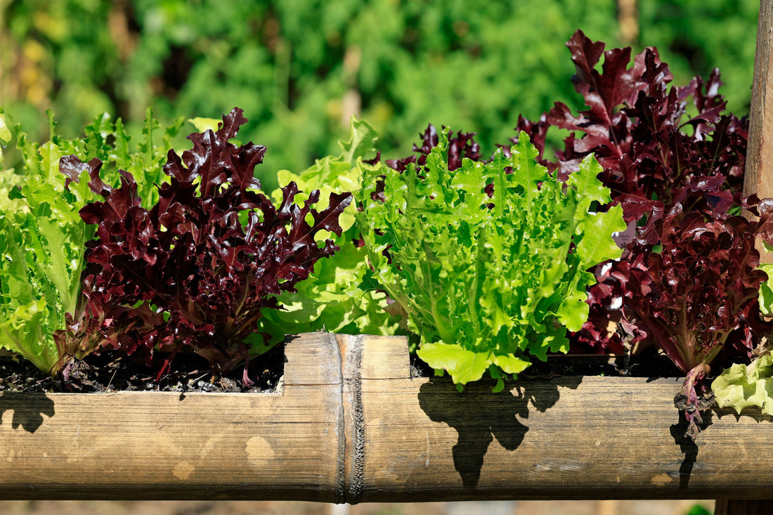Grow Your Own Lettuce: A Fun & Easy Beginner’s Guide to Crisp Success