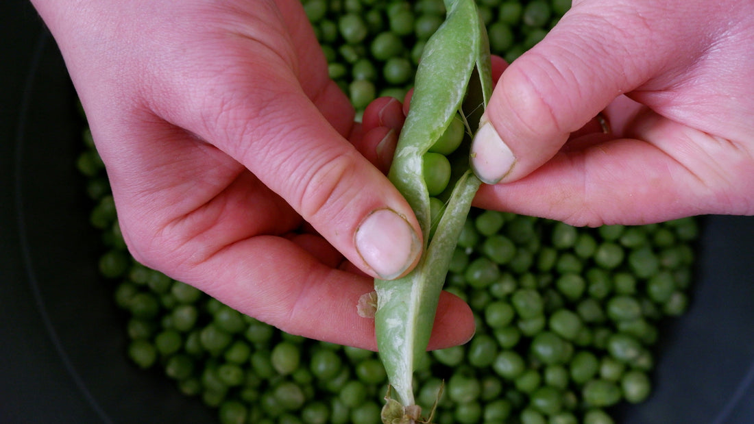 Growing Peas for Beginners: A Step-by-Step Guide
