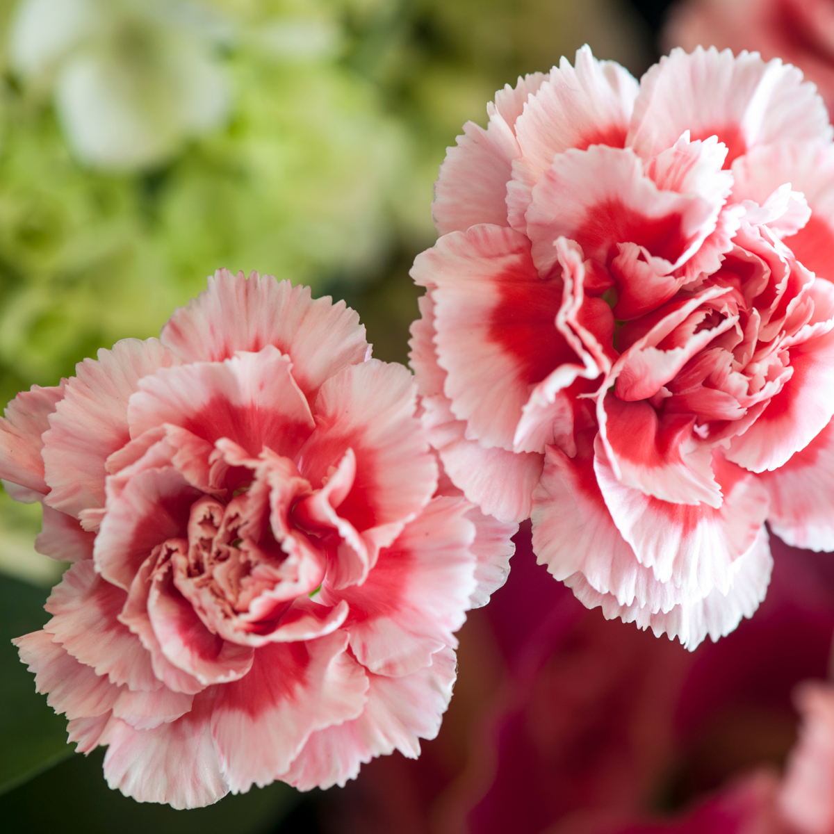 Dianthus / Carnations Sowing and Growing – Wellies and WaxJackets