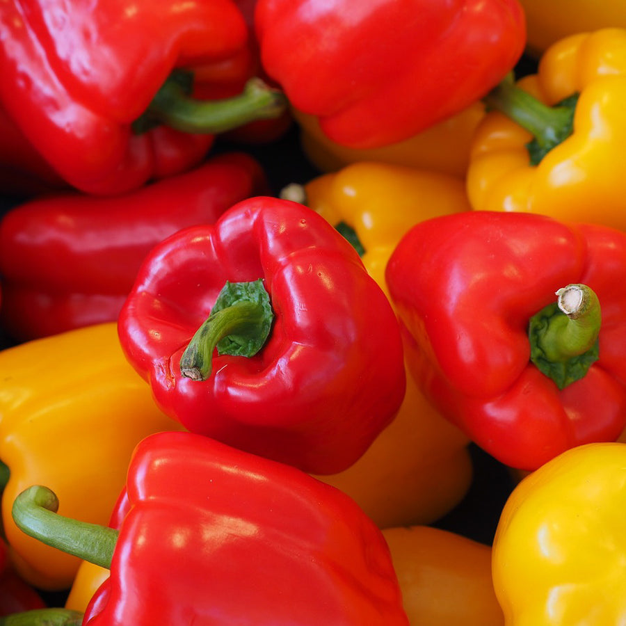 Sowing and Growing Sweet Peppers