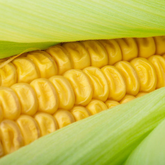 Sowing and Growing Sweetcorn
