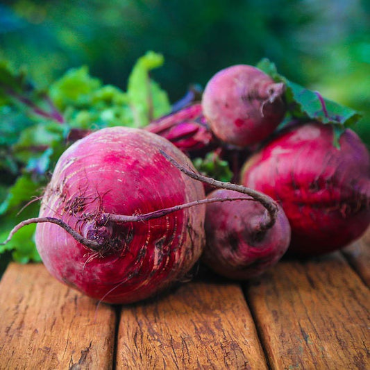 Sowing and Growing Beetroot
