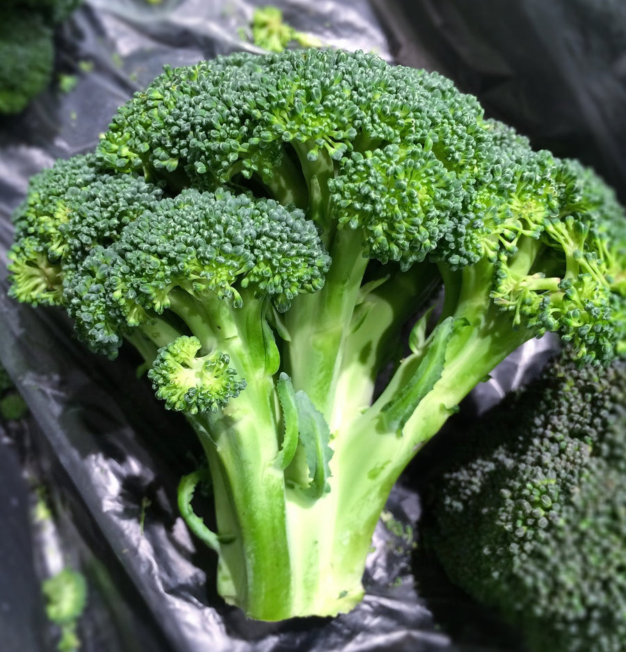 Sowing and Growing Calabrese (Broccoli)