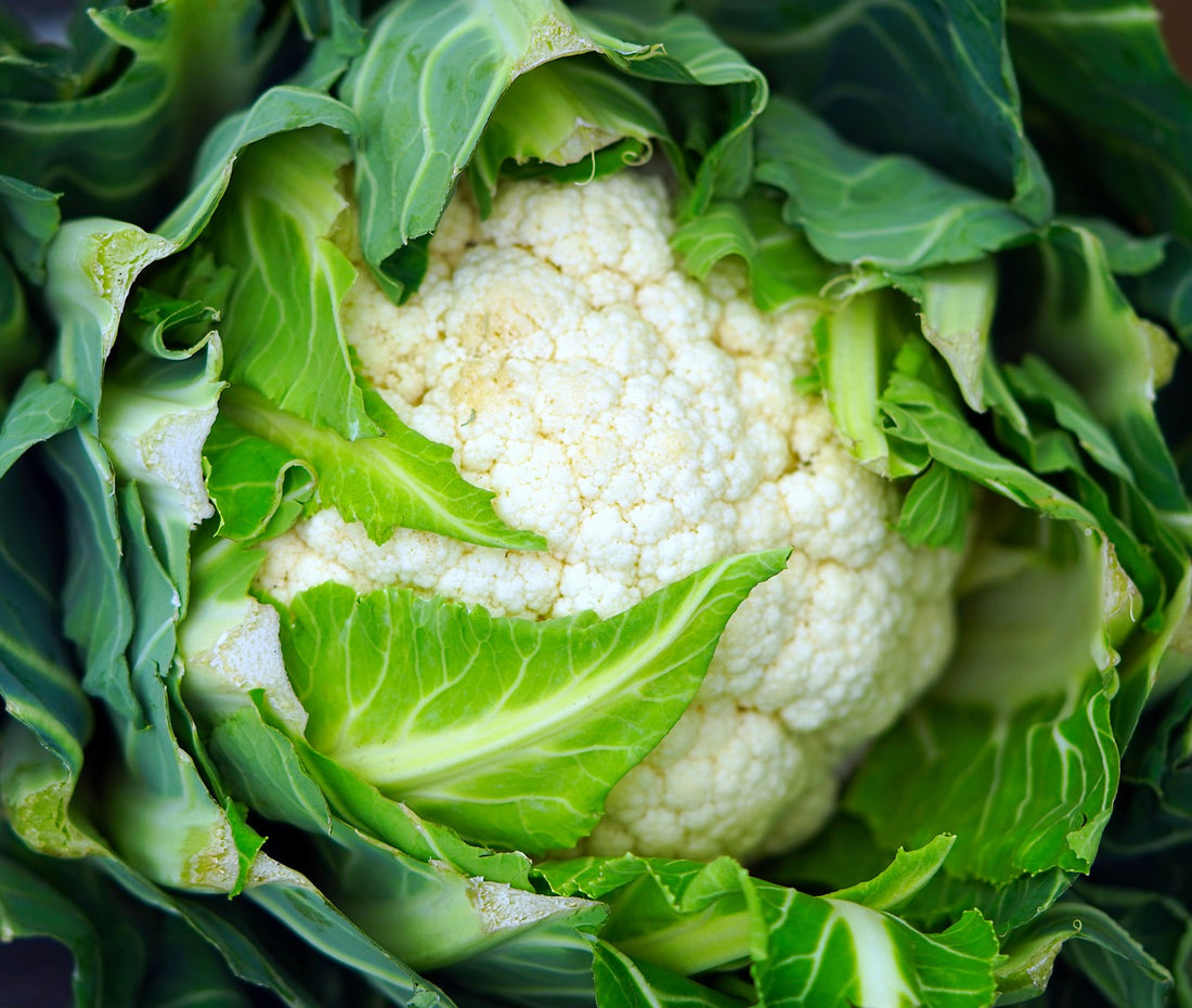 Sowing and Growing Cauliflower