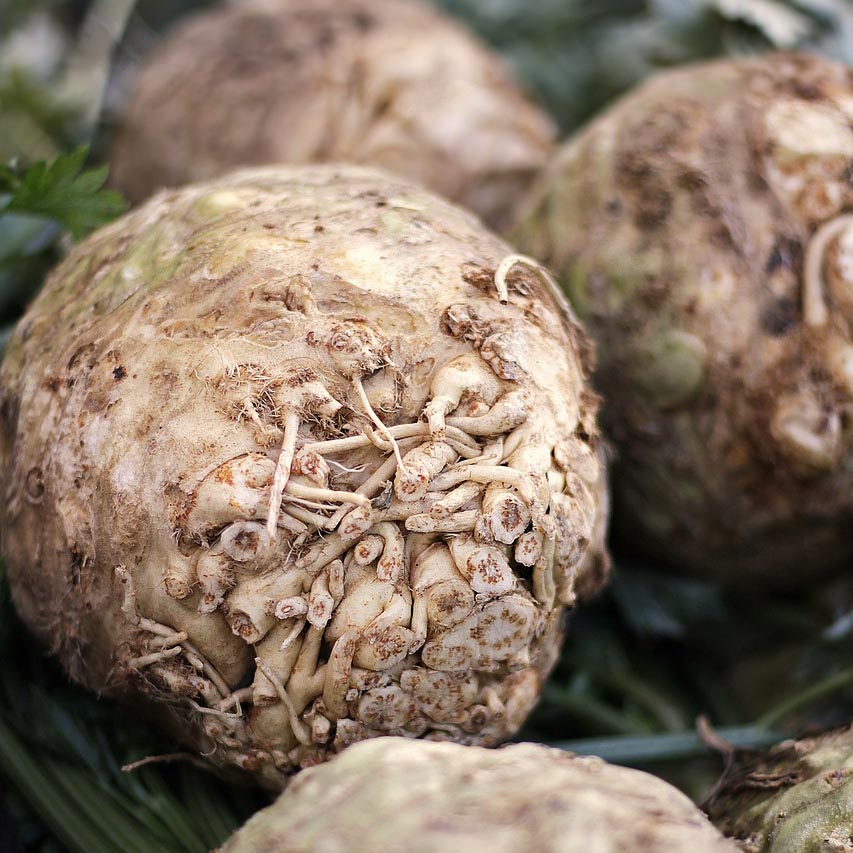 Sowing and Growing Celeriac