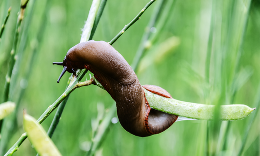 Slugs and Snails - Repel, Deter, Kill or Leave?