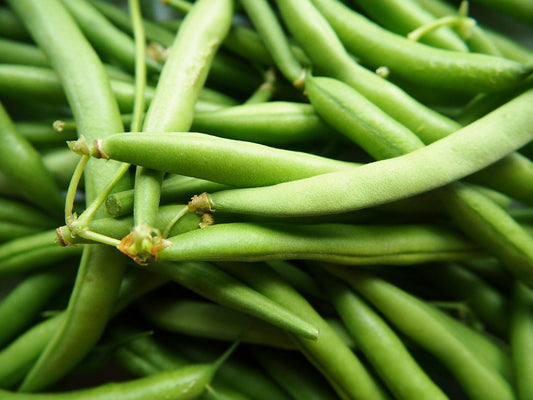 Sowing and Growing French Beans