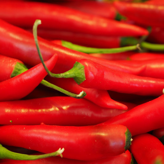 Sowing and Growing Chilli Peppers