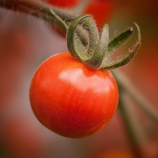 Sowing and Growing Tomatoes