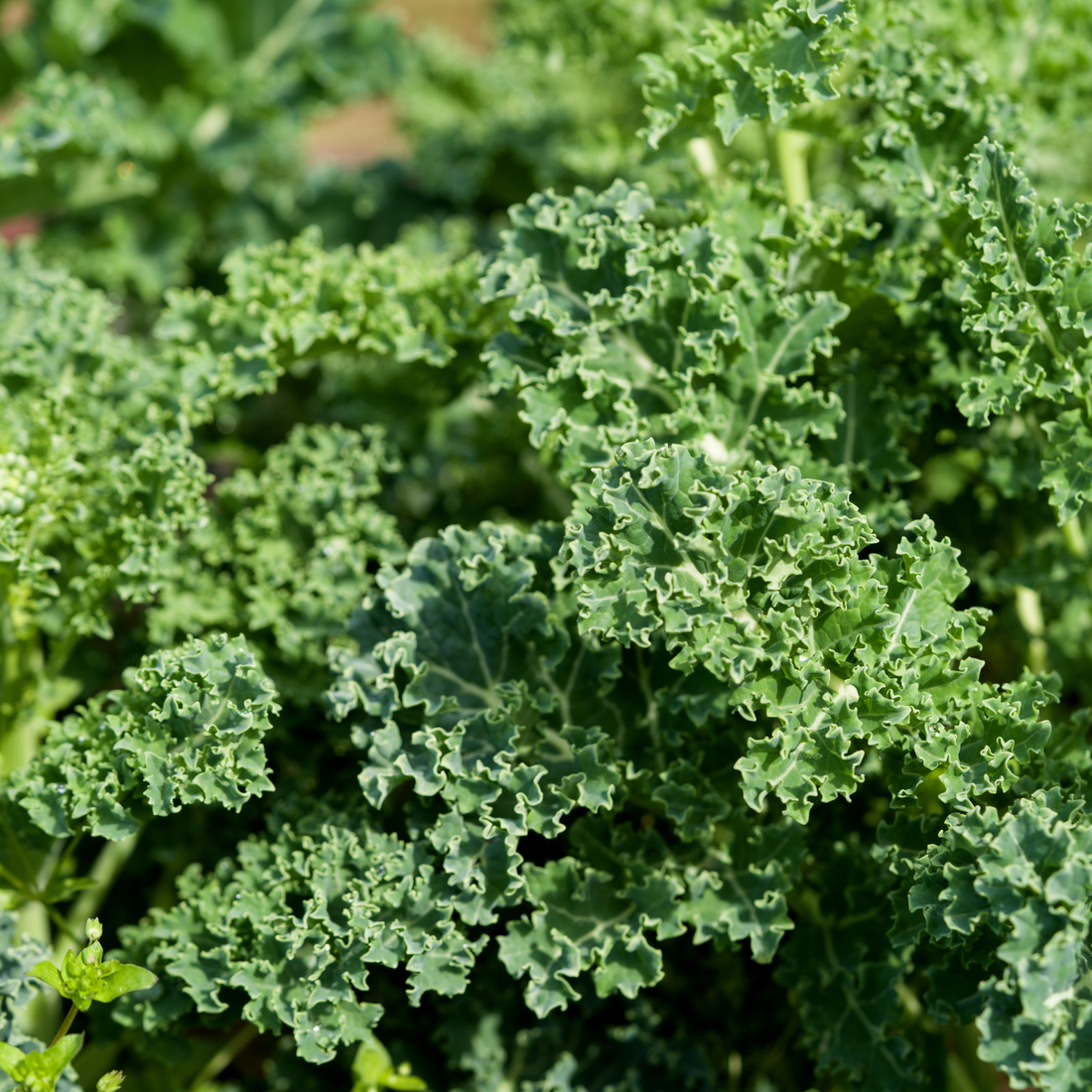 Sowing and Growing Kale
