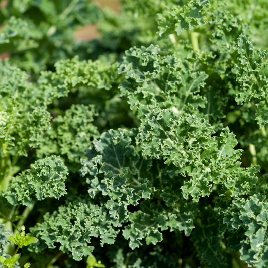 Sowing and Growing Kale