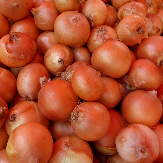 Sowing and Growing Main Onions (Bulbing)