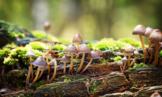 UK Fungus day