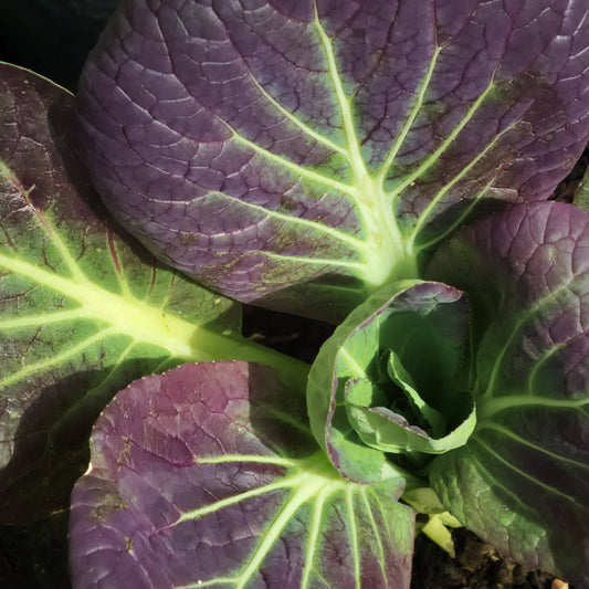 Sowing and Growing Pak Choi and Asian Greens
