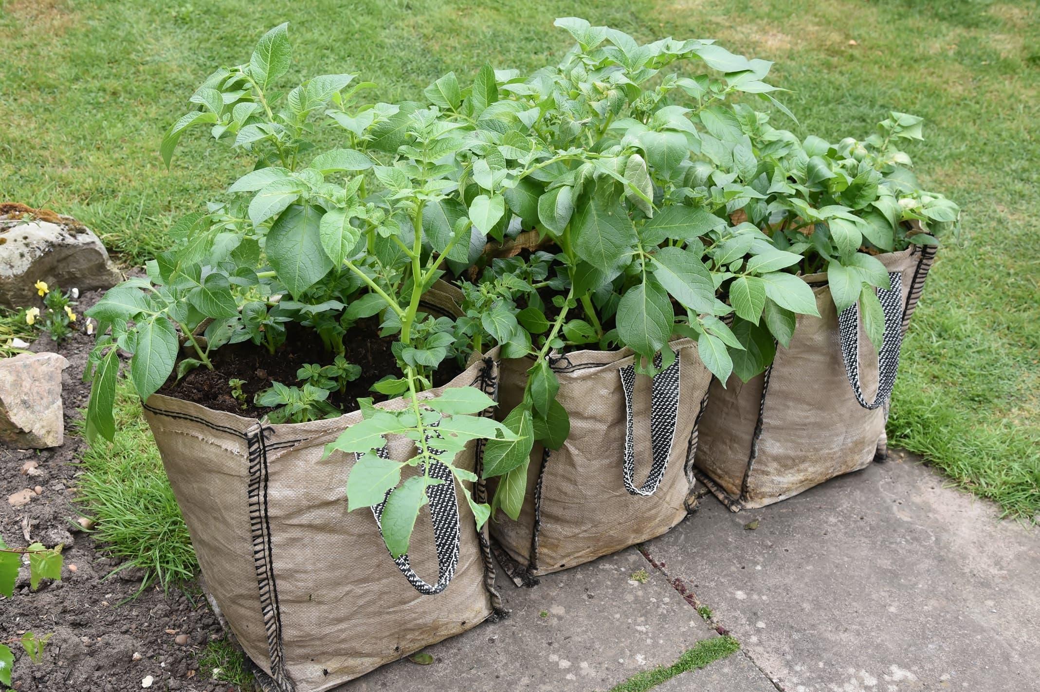Container Potatoes Fall Back How to grow potatoes in bags and containers – Wellies and WaxJackets