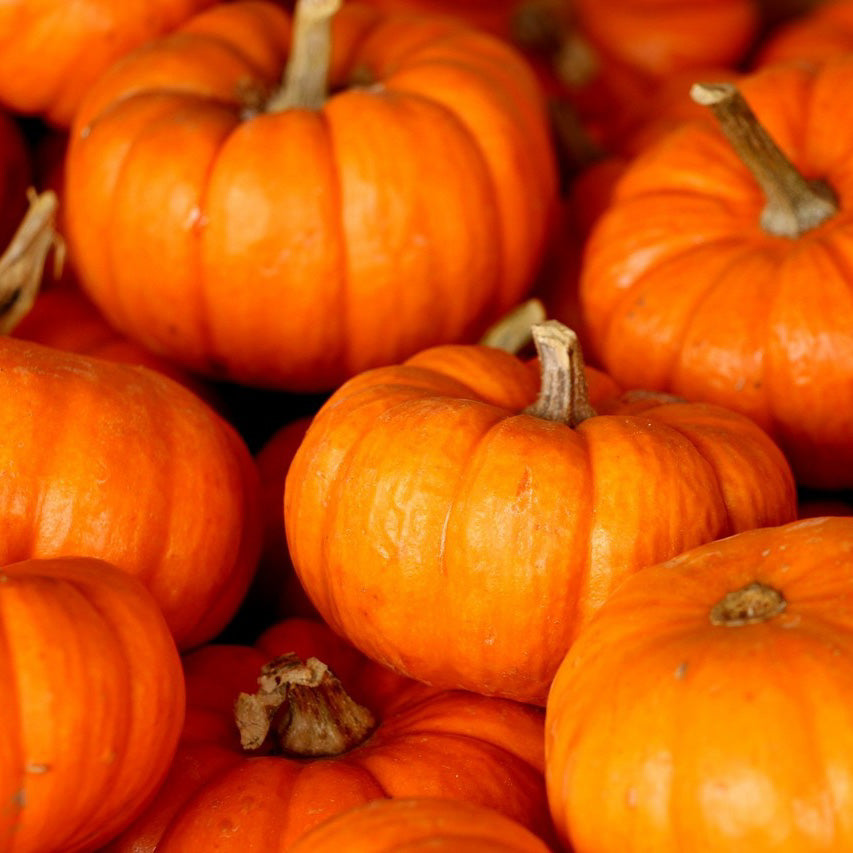 Sowing and Growing Winter Squash