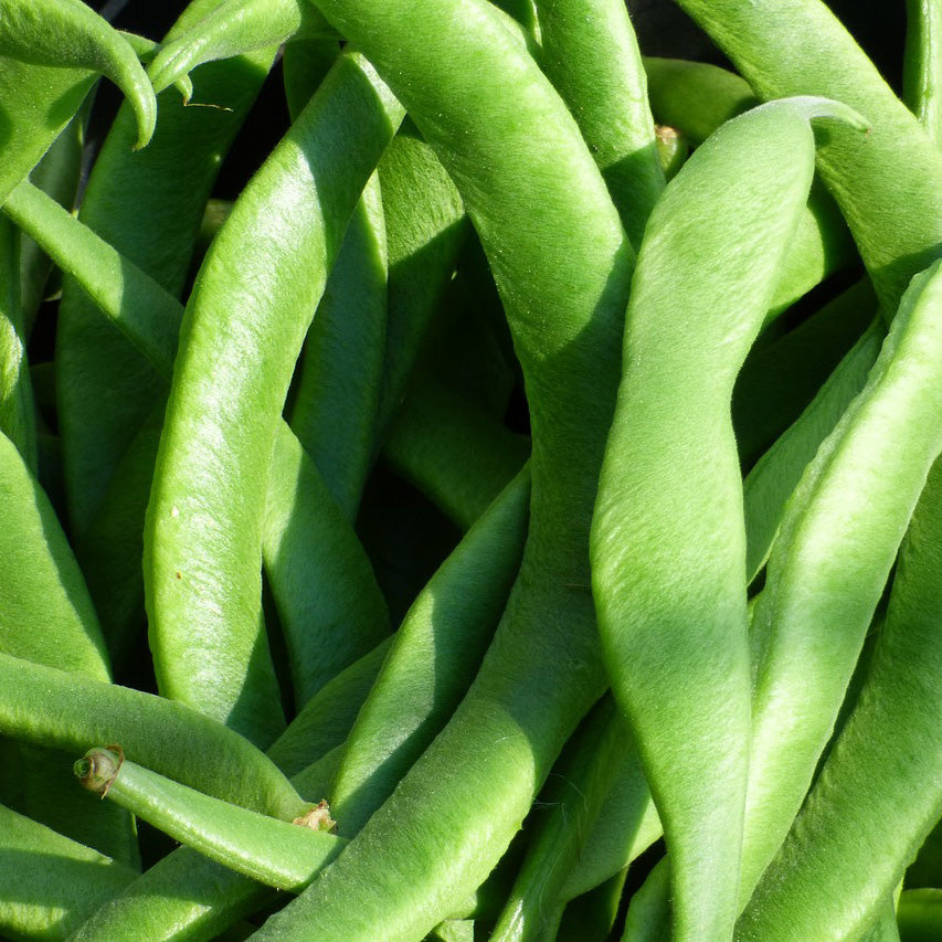 Sowing and Growing Runner Beans