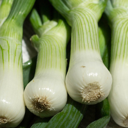Sowing and Growing Salad Onions