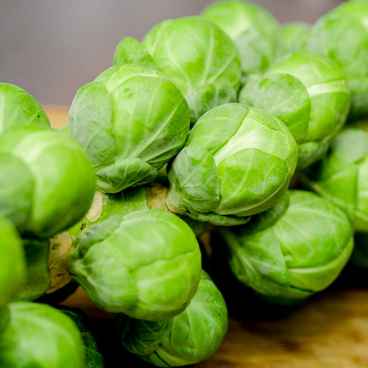 Sowing and Growing Brussels sprouts