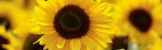 Sunflowers - Sowing and Growing Guide