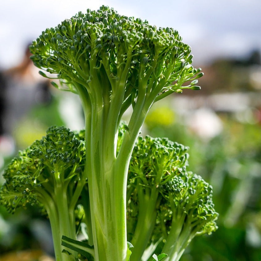 Green broccoli